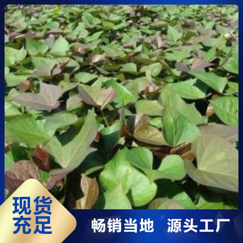 麦茬济黑2号苗供应价格