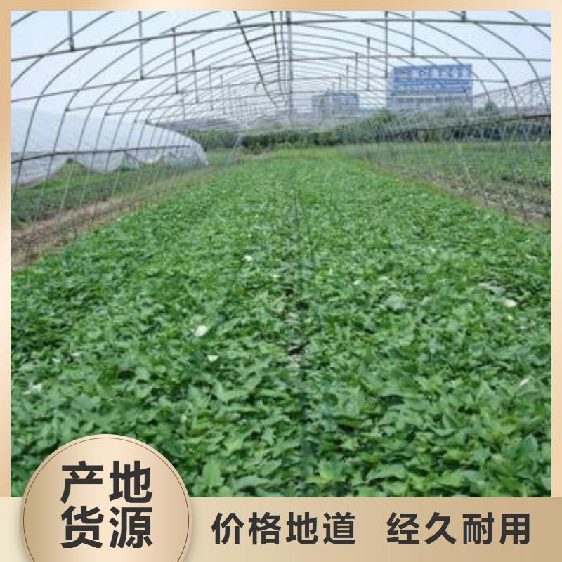 脱毒紫薯苗（济黑品种）怎么保存