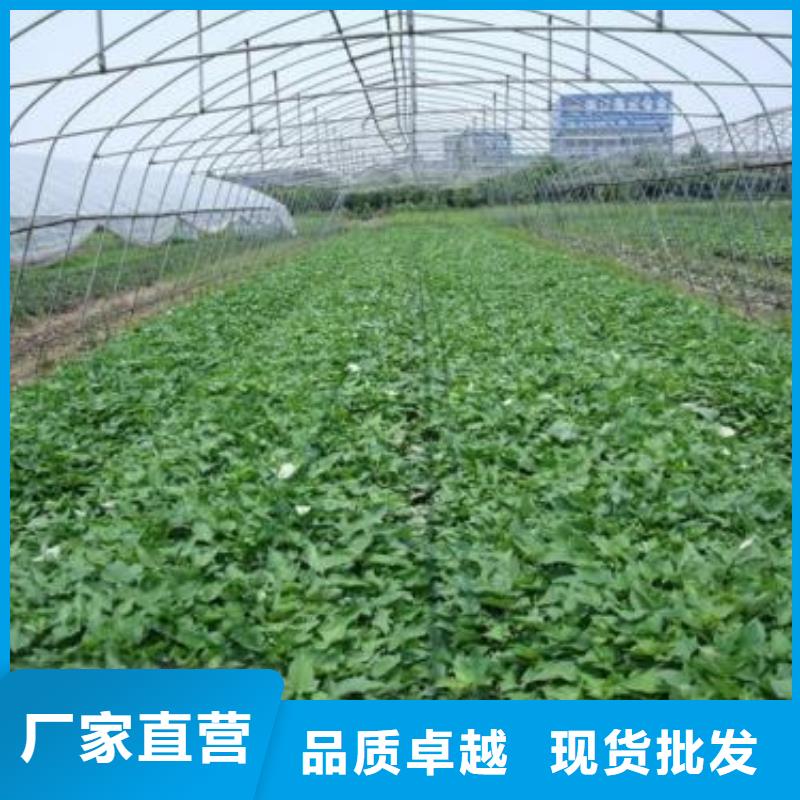 麦茬苗普薯32号（红薯苗）多少钱