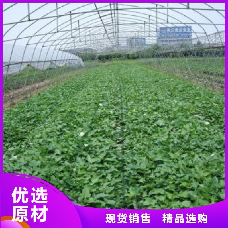 济黑1号紫薯苗发货起苗