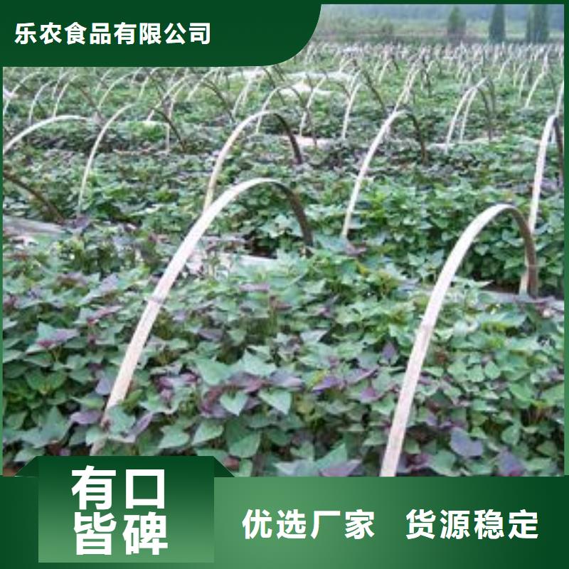 脱毒紫薯苗（济黑品种）怎么栽
