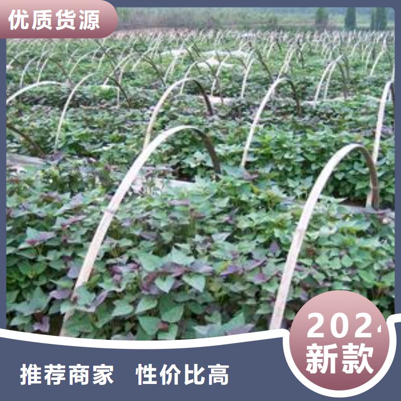 济黑1号紫薯苗诚信经营