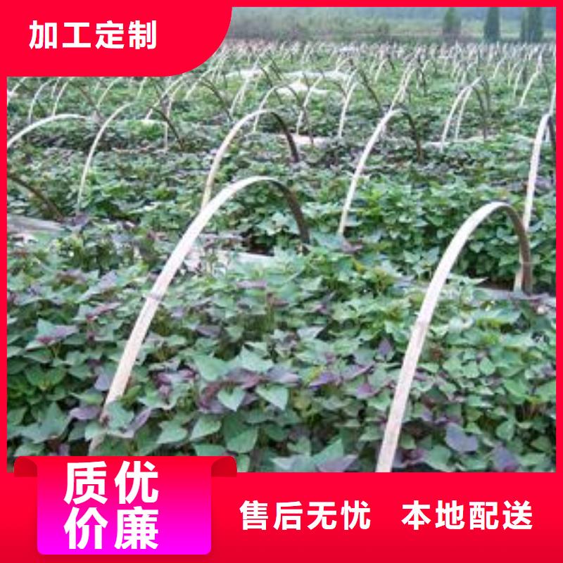 高剪苗红薯苗（西瓜红）种植基地