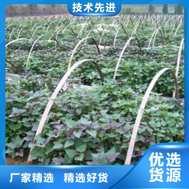 脱毒紫薯苗（济黑品种）品种齐全