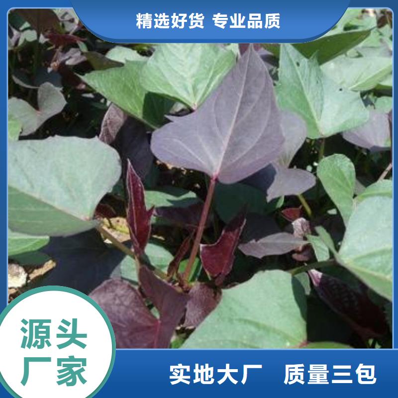 麦茬苗（紫薯)质优价廉