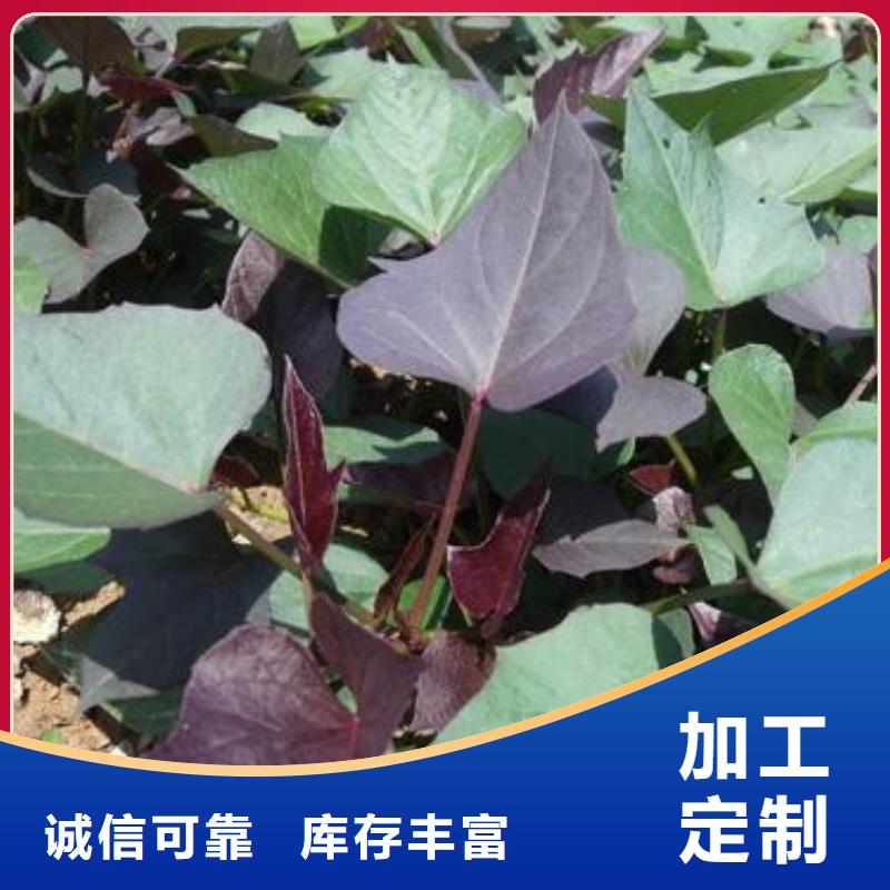 紫罗兰紫薯苗大量苗子供应