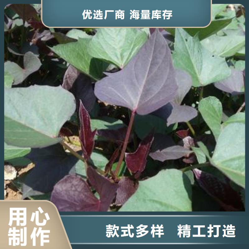 红甘薯苗（高剪苗）供应