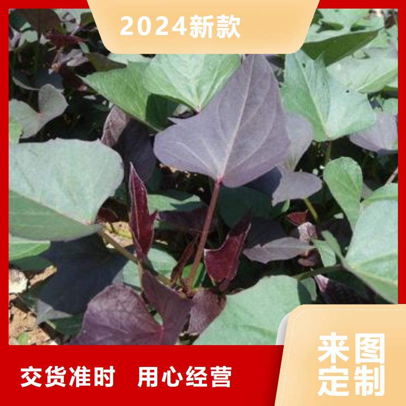 济黑2号紫薯苗价优保真