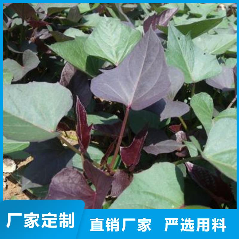 脱毒红薯苗（西瓜红）品种多样
