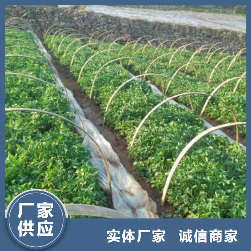 高产脱毒紫薯苗（凌紫品种）往年价格