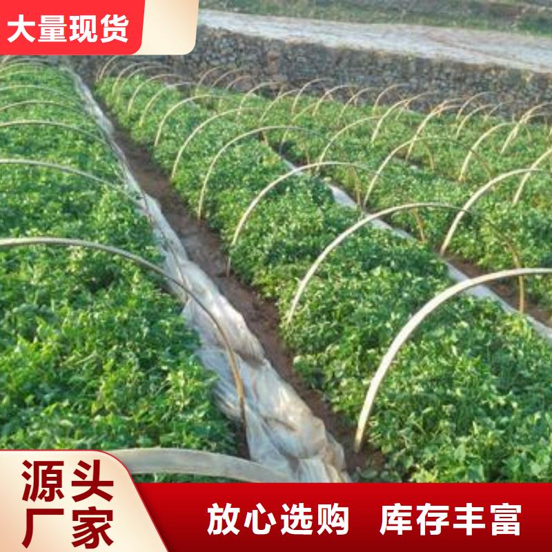 红甘薯苗（高剪苗）种植技术