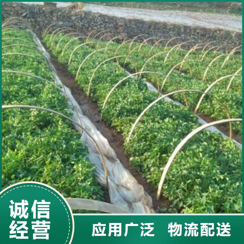 紫色地瓜苗（夏薯）火爆销售