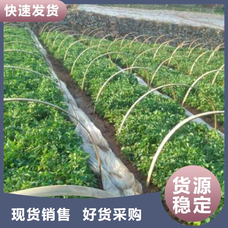 脱毒紫薯苗（济黑品种）专业技术指导