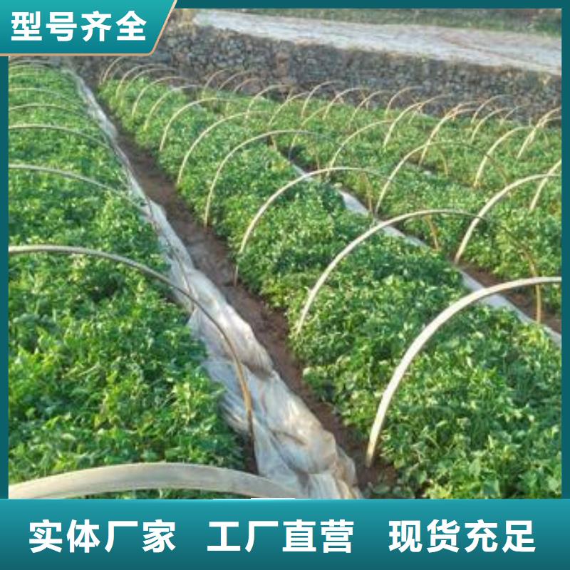 红甘薯苗（高剪苗）批发零售