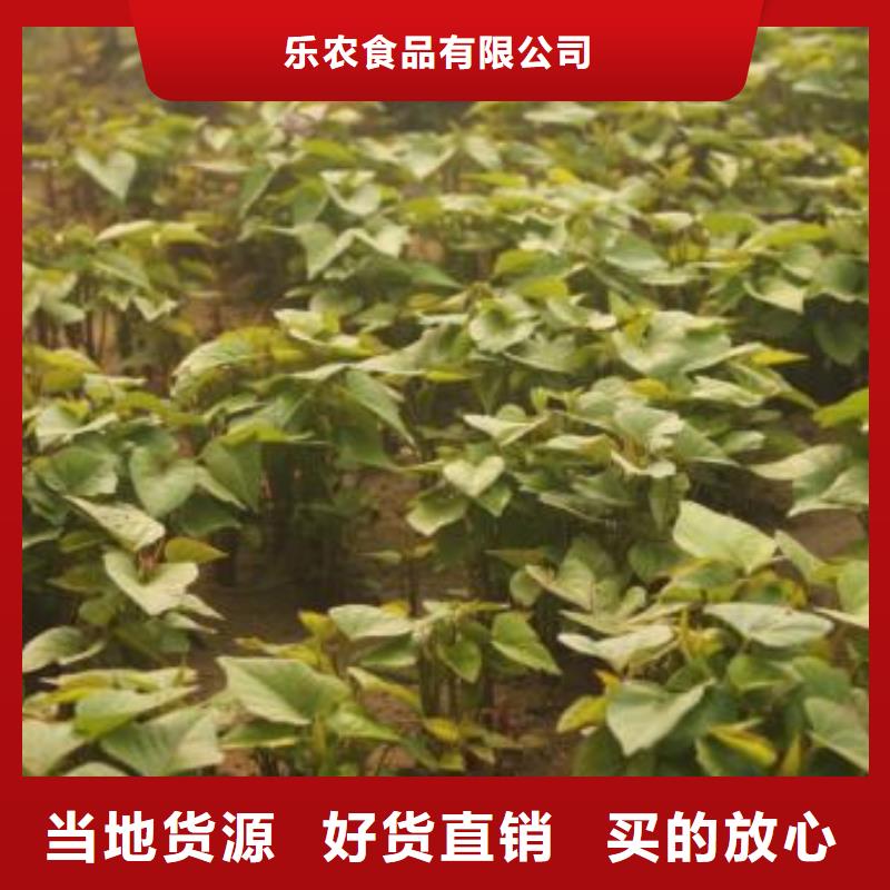 麦茬济黑2号苗种植基地