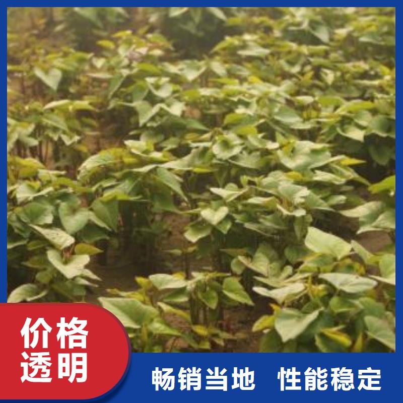 夏薯济黑2号苗子有保证