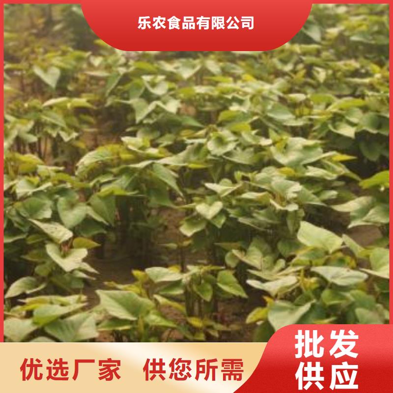 脱毒红薯苗（西瓜红）预定中
