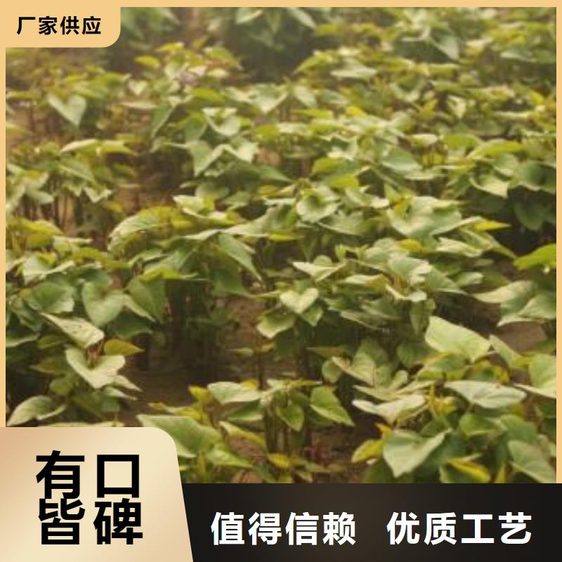 紫薯种苗品种纯正