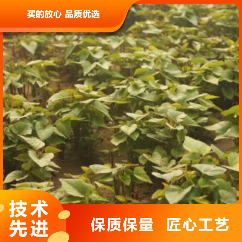 高产红薯苗（预售中）量大优惠