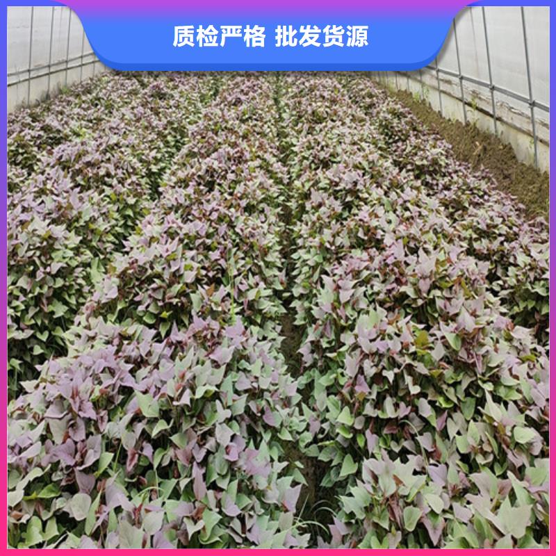 甘薯苗（紫红薯苗）种植