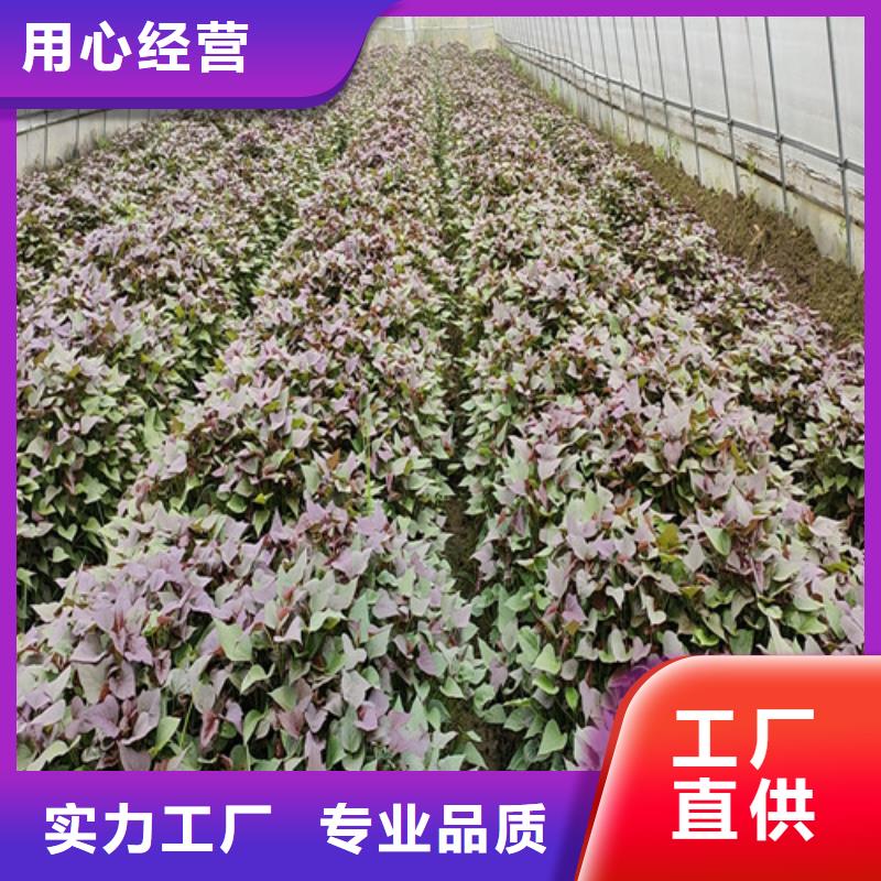 紫罗兰紫薯苗大量苗子供应