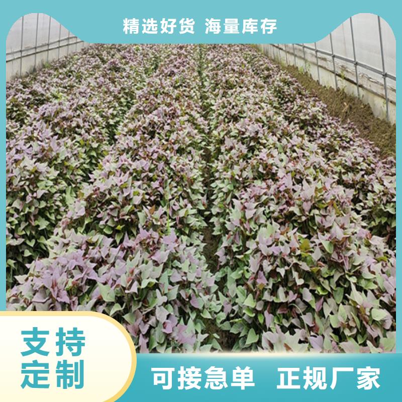 麦茬苗普薯32号（红薯苗）怎么种