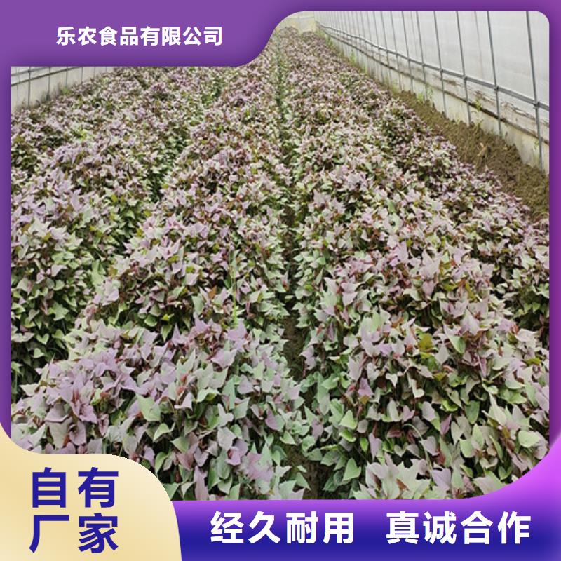 麦茬苗普薯32号（红薯苗）种植技术培训