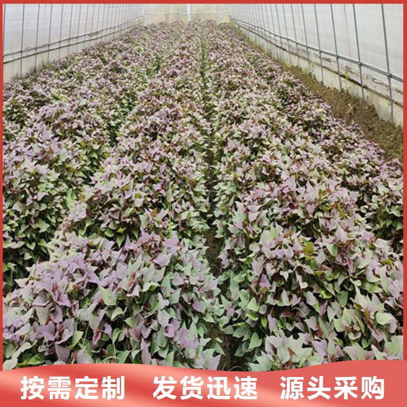 脱毒红薯苗（西瓜红）生产厂家