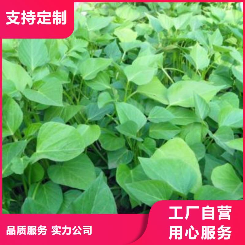 红薯苗（西瓜红）供应