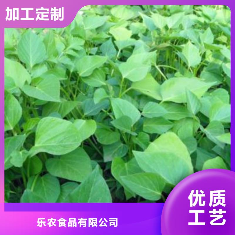 紫薯苗（济黑2号上市）育苗基地