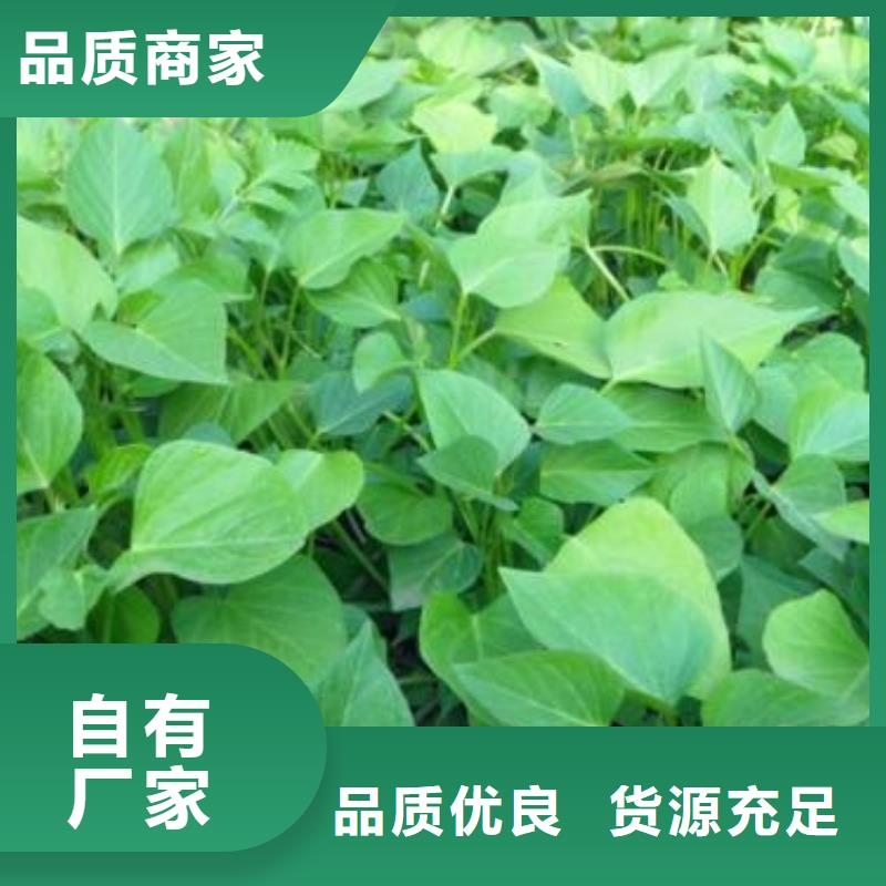 高产脱毒紫薯苗（绫紫)欢迎洽谈合作