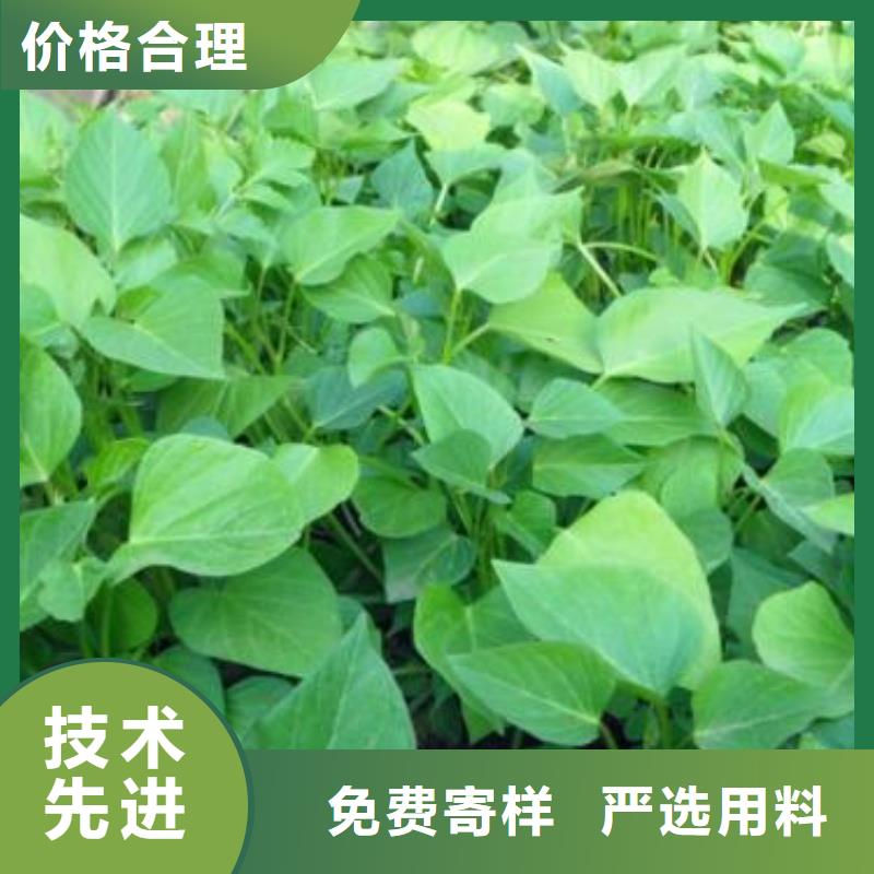 紫罗兰紫薯苗繁育基地
