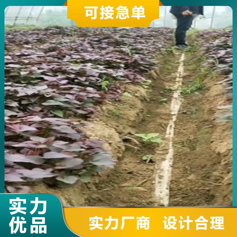 高剪红薯苗鲜食型