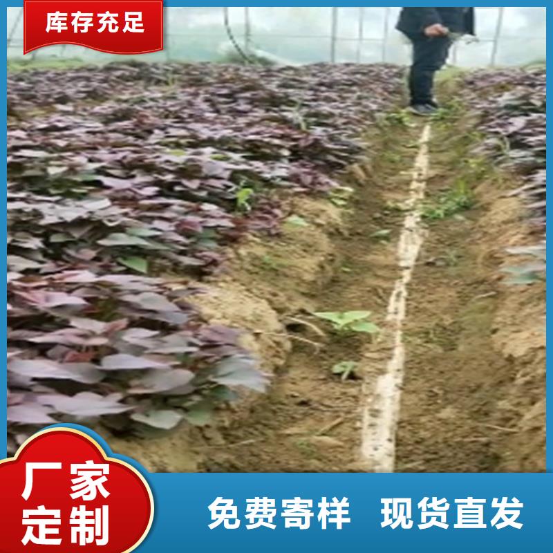 甘薯苗（紫红薯苗）适合种植的地方
