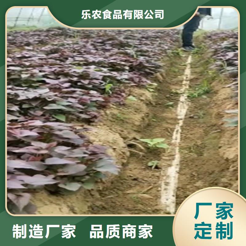 济黑1号紫薯苗量大从优