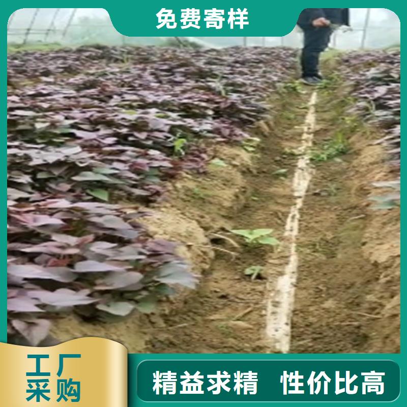 麦茬苗普薯32号（红薯苗）多少钱