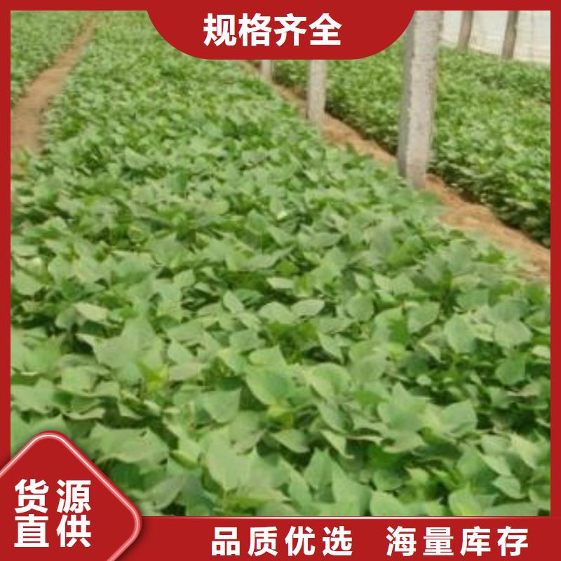 紫薯苗（济黑2号上市）怎么培育