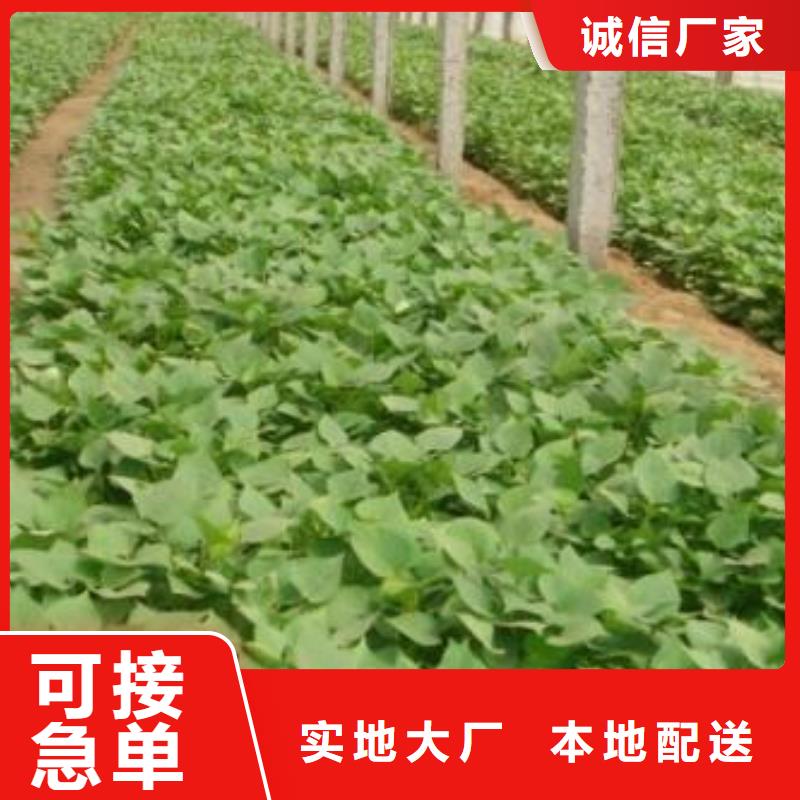 东风8号紫薯苗专业培育基地