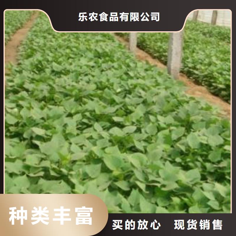 高产红薯苗（预售中）价格