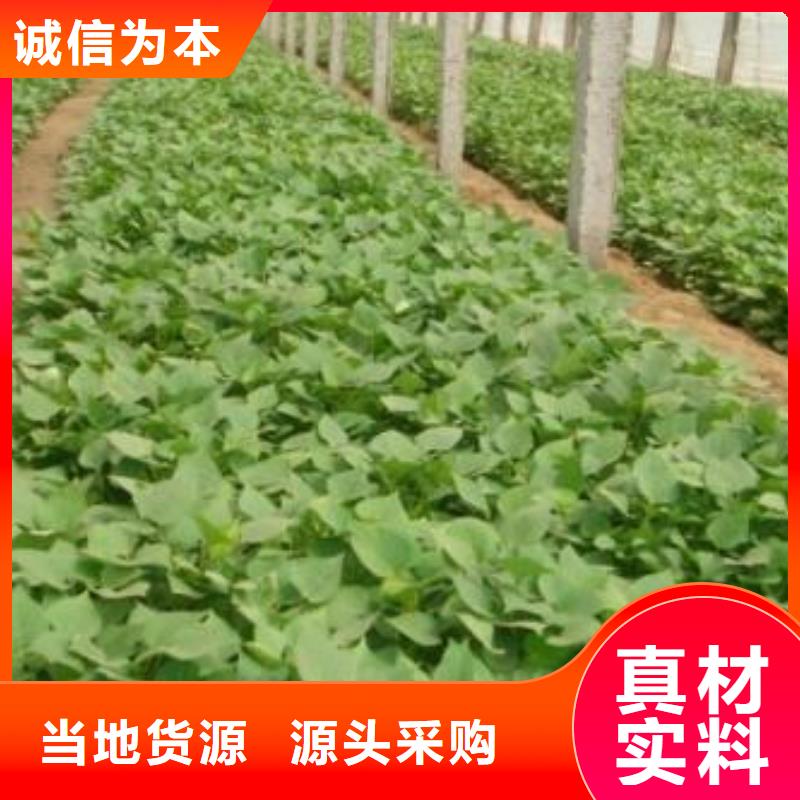 高产红薯苗（预售中）出口