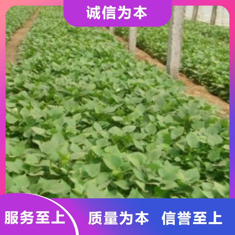 鲜食型紫薯苗供应