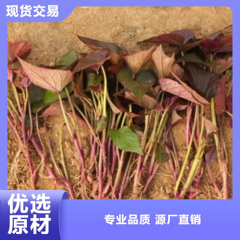 脱毒紫薯苗厂家价格