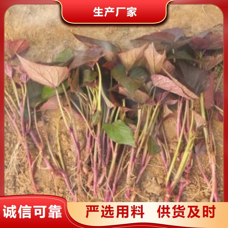 高剪脱毒普薯32号苗子批发零售