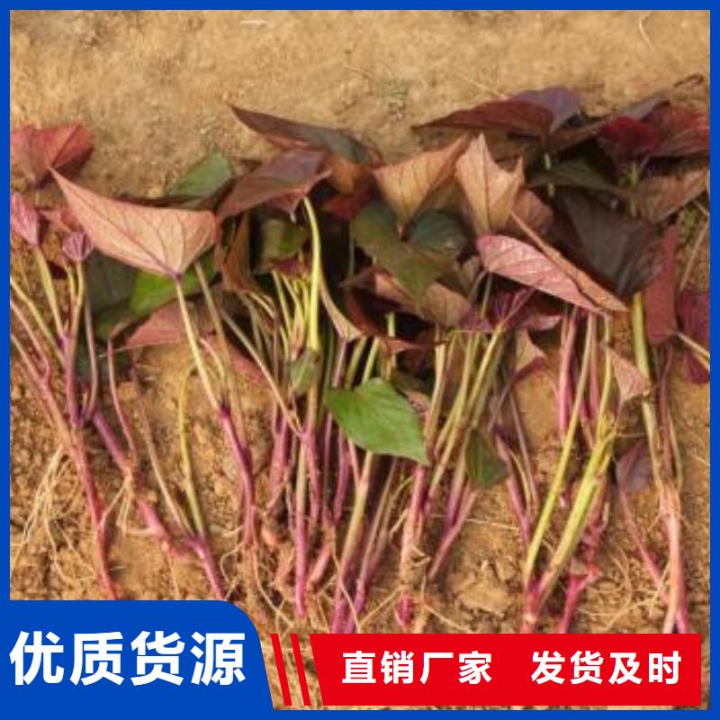 紫色地瓜苗（夏薯）预定中