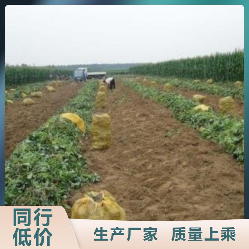 高产红薯苗量大优惠