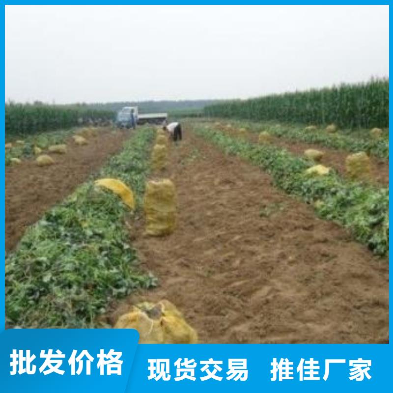 紫薯苗（济黑2号上市）选择我们没错