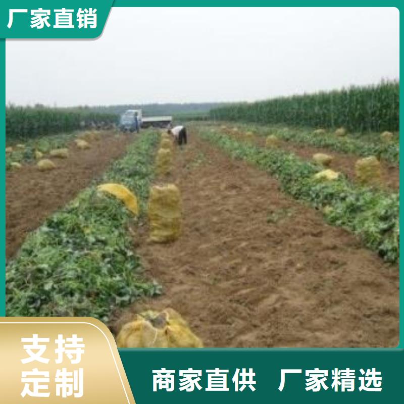 绫紫薯苗成活率高