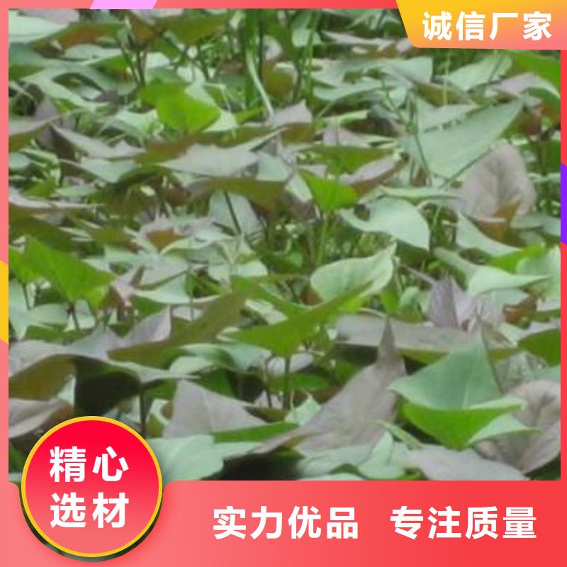 脱毒紫薯苗（济黑品种）致电详询