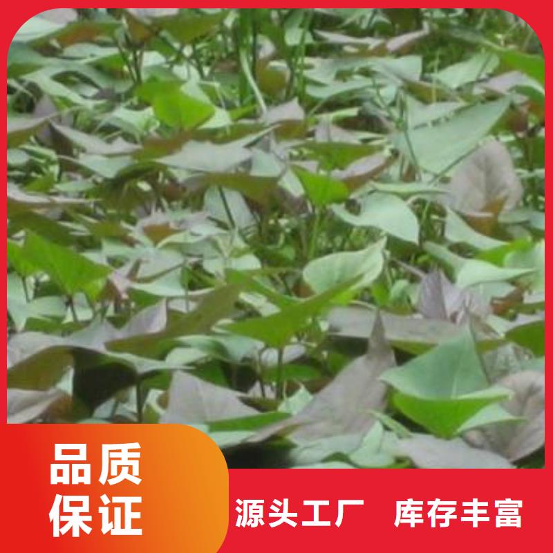麦茬苗普薯32号（红薯苗）种植技术培训