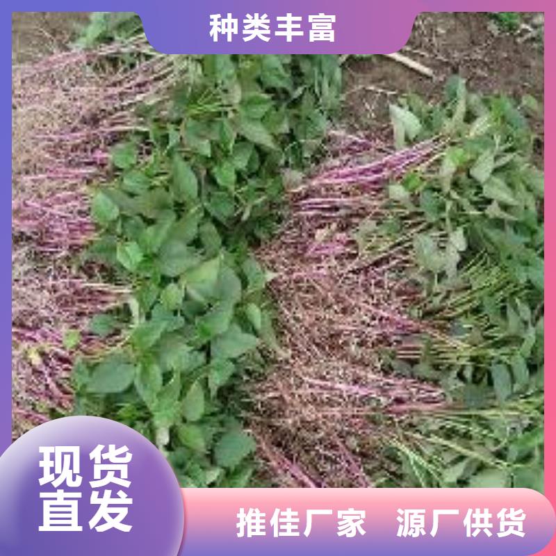 多种场景适用(乐农)鲜食型紫薯苗供应